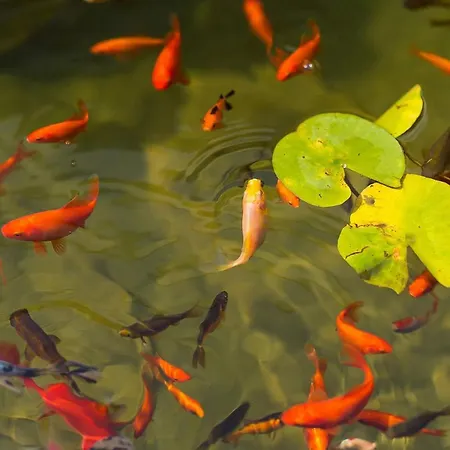 Maxima Agri Tatil Evi