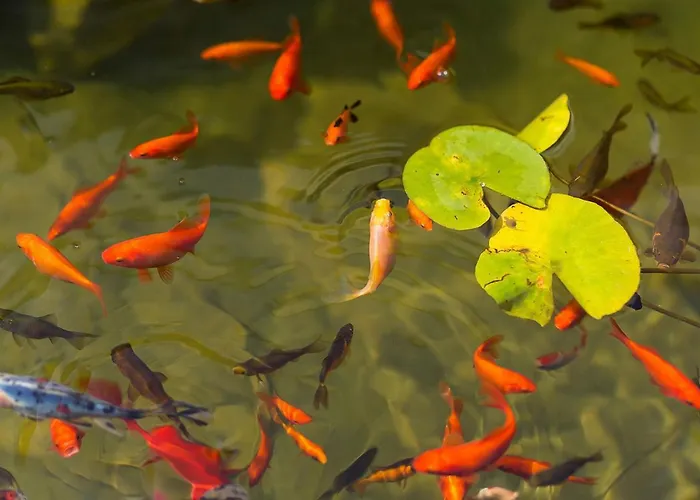 Maxima Agri 度假居